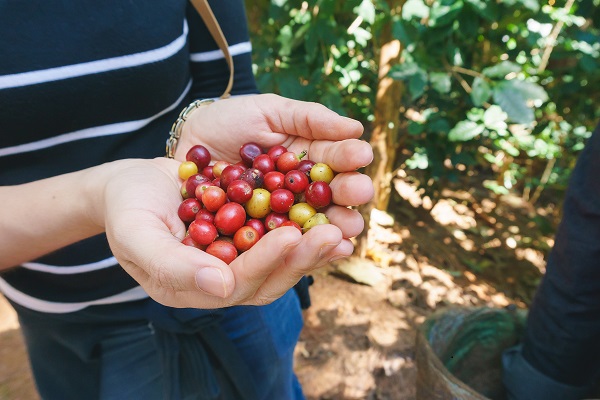 Pile of coffee berry
